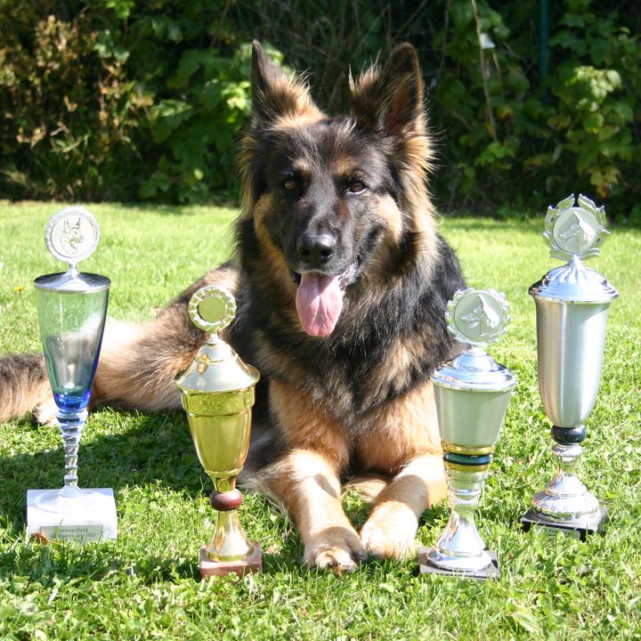 Schäferhund liegt im Gras zwischen mehreren Pokalen