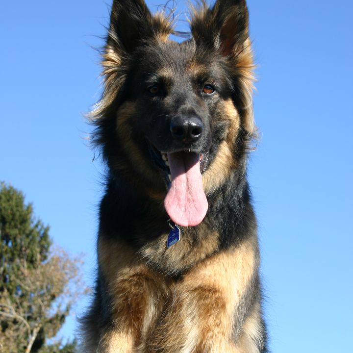 Schäferhund vor blauem Himmel, die Zunge hängt heraus