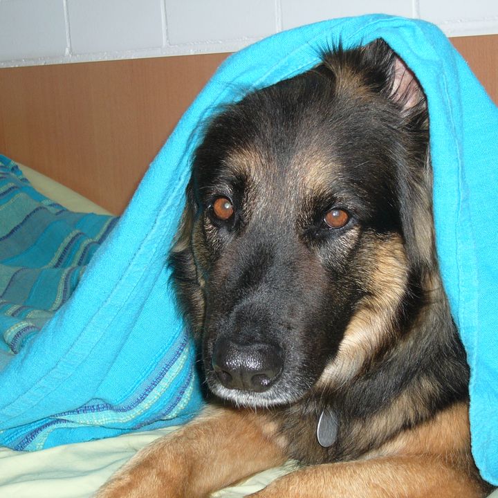 Schäferhund liegt unter einer türkisfarbenen Decke