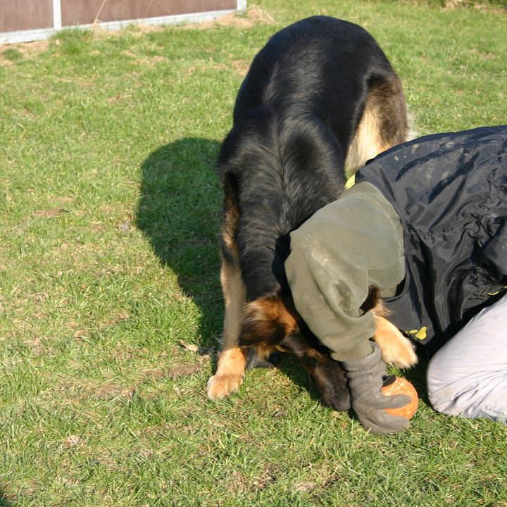 Schäferhund schnuppert an einem knienden Mann im Gras