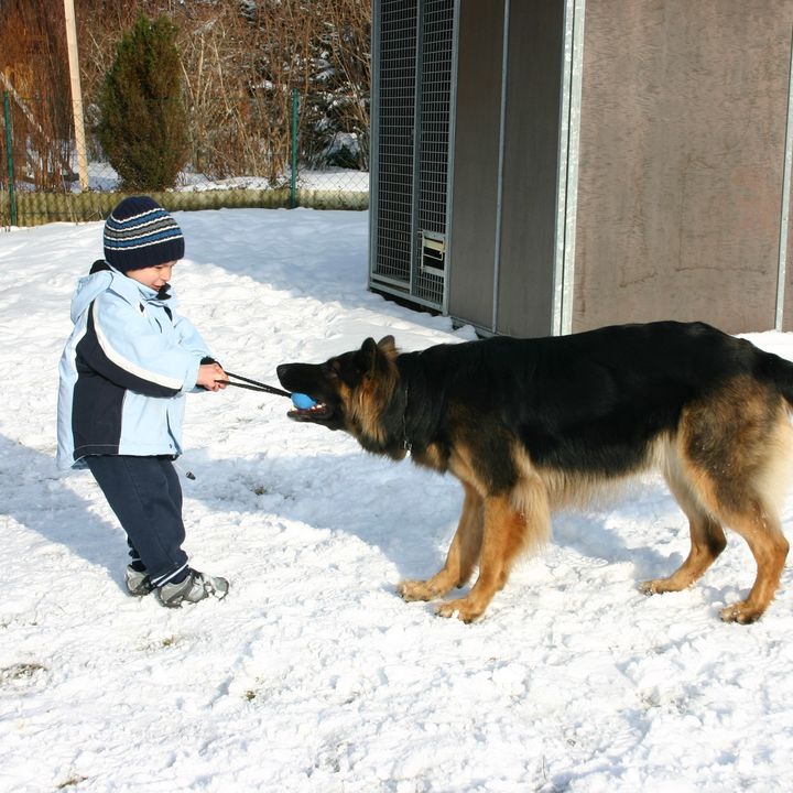 Kind spielt im Schnee mit einem Schäferhund