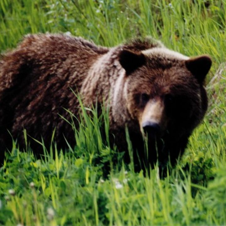 Grizzlybär im hohen Gras